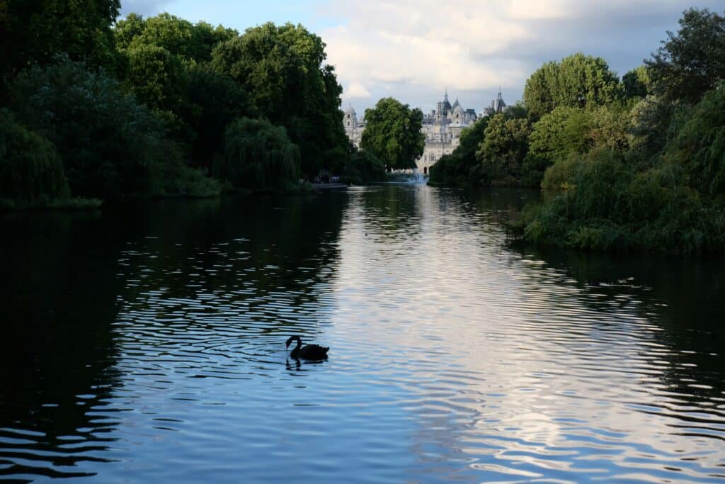 A swan in a lake in St James's Park.