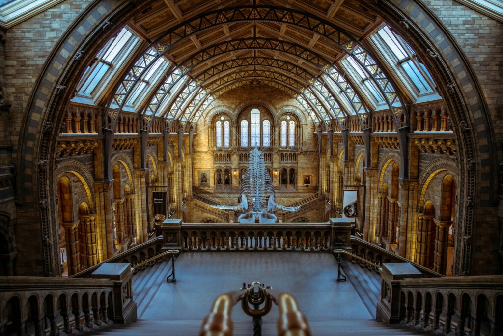 Inside Hintze Hall in Natural History Museum, one of the most fascinating free museums in London. A huge blue whale skeleton can be seen hanging from the ceiling.